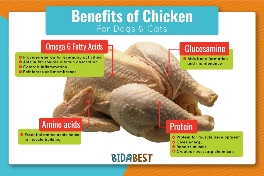Is Chicken Good For Dogs And Cats?