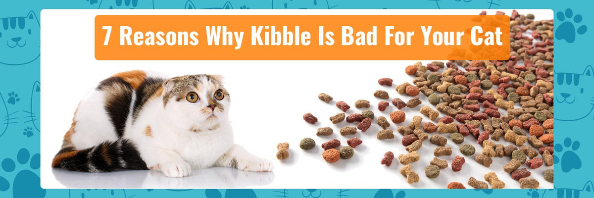 Dry food bad for cheap cats