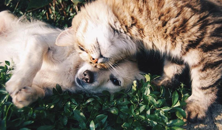 What Is Healthy For Dogs and Cats?
