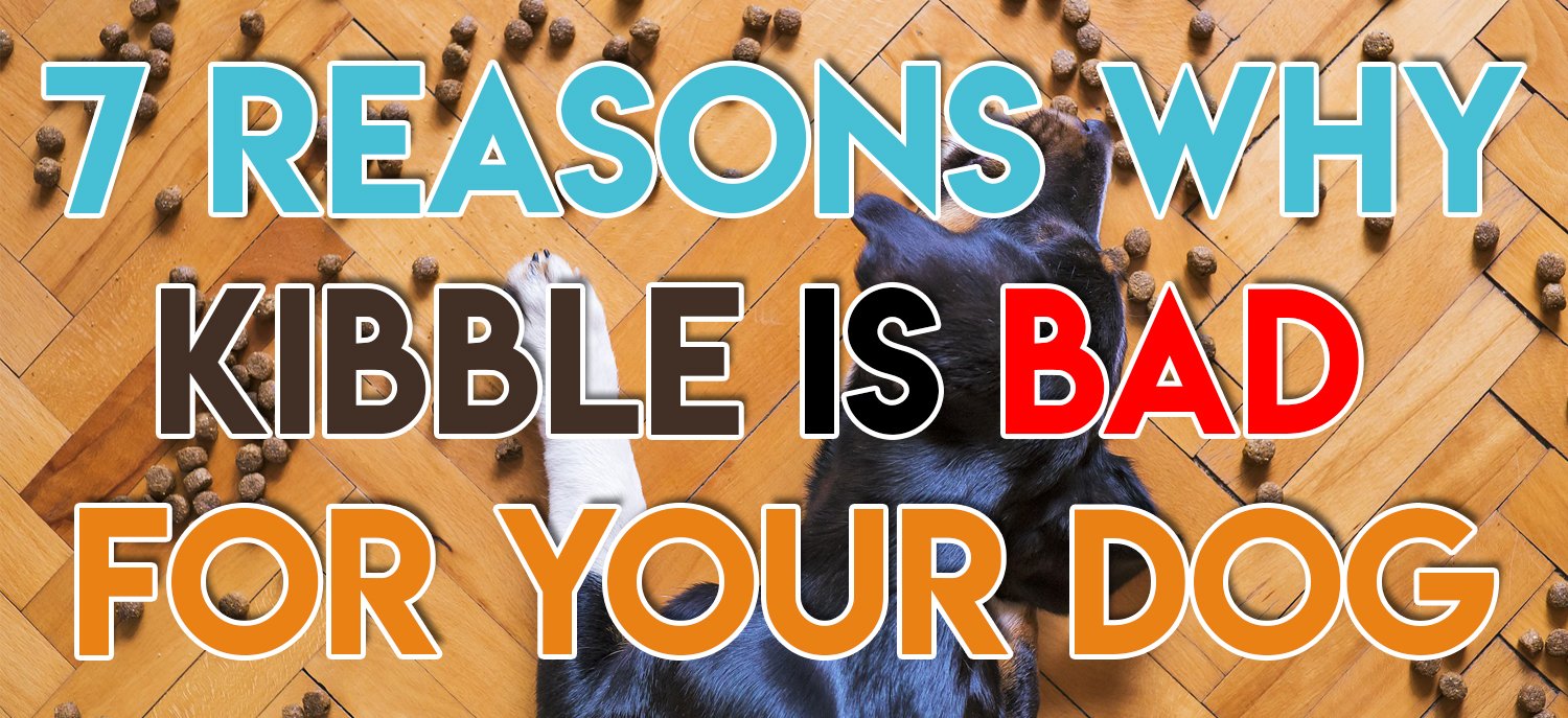 7 Reasons Why Kibble Is Bad For Your Dog BidaBest Pet Food