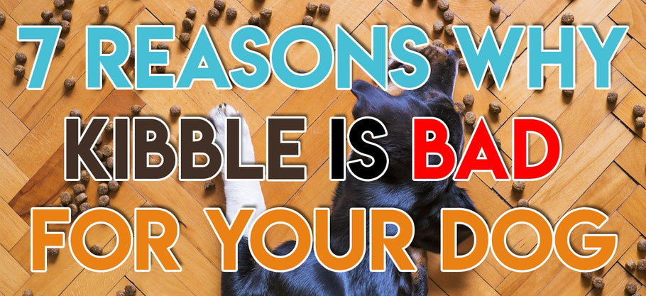 7 Reasons Why Kibble Is Bad For Your Dog