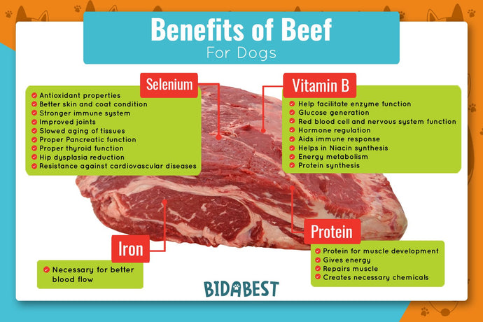 Is Beef Good for Dogs?