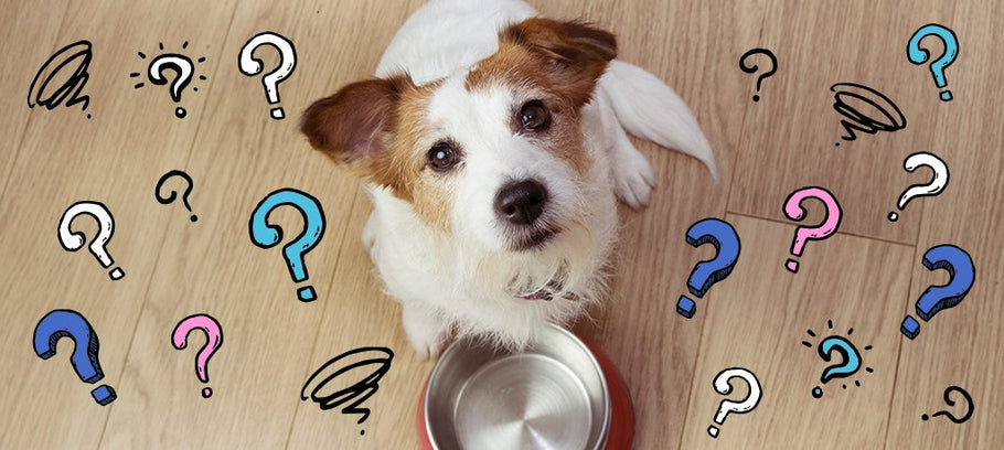 How Much Should You Feed Your Puppy