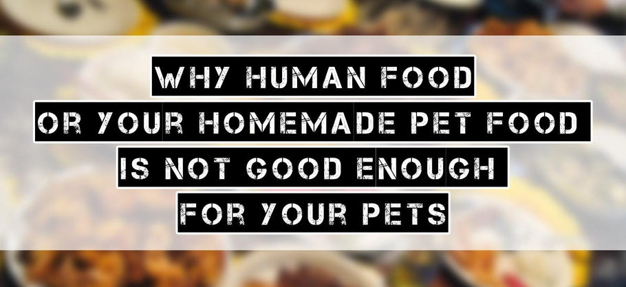 Why Your Human Food or Homemade Pet Food is Not Good Enough