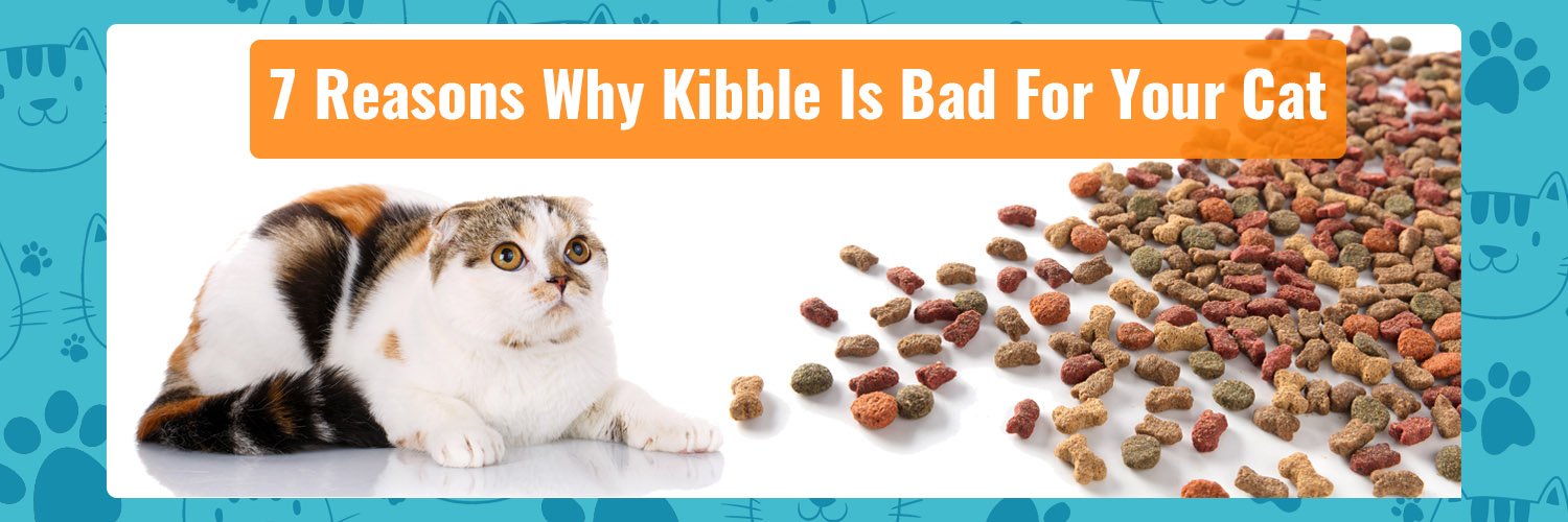 7 Reasons Why Kibble is Bad For Cats BidaBest Pet Food