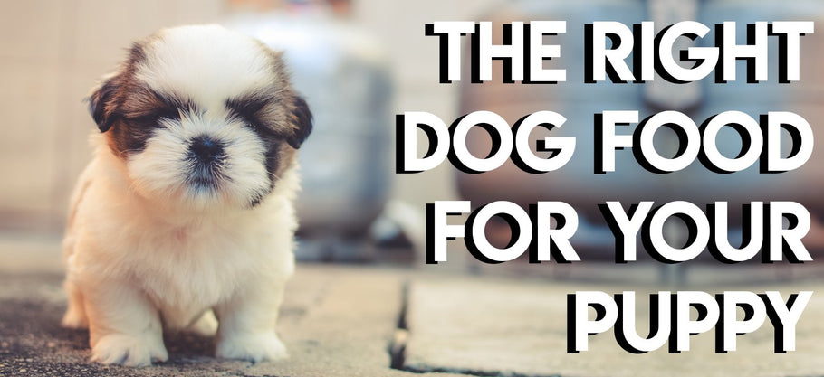 The Right Dog Food For Puppies