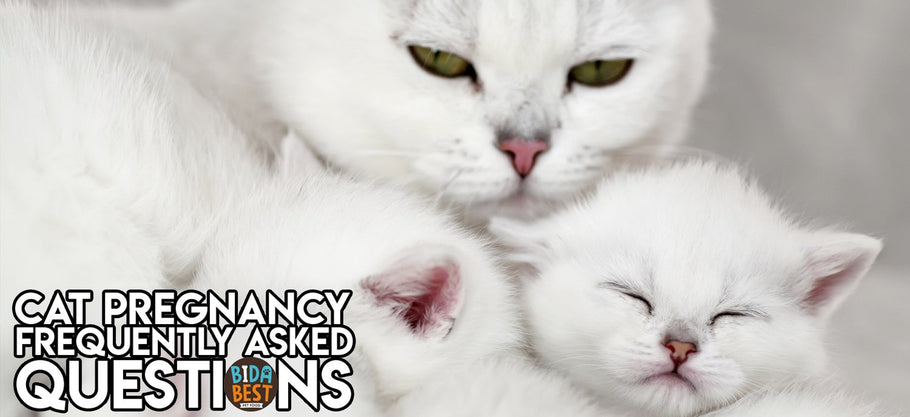 Frequently Asked Questions About Cat Pregnancy