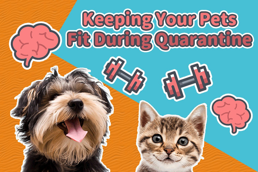 Keeping Your Pets Fit and Healthy During Quarantine